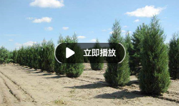 HTML网页中添加视频的代码
